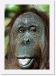 Orangutan_E (1) * ELOISE * 512 x 735 * (453KB)